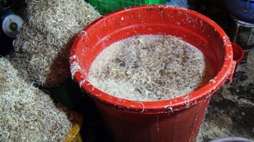 Bắt quả tang 2 cơ sở ngâm bắp chuối bào bằng hóa chất và thuốc tẩy trắng