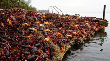 Hàng triệu 'chiến binh' cua ba màu xâm lăng Vịnh Con lợn