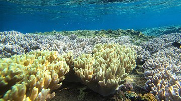 Giải cứu rạn san hô lớn nhất thế giới bằng... giấm