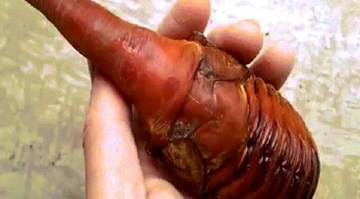 Sinh vật kỳ dị ngọ ngoạy gây xôn xao mạng