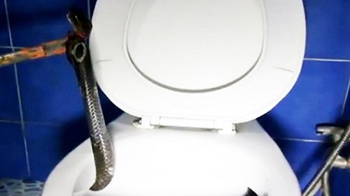 Rắn hổ mang trốn trong toilet trừng mắt nhìn người