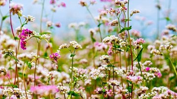 Vẻ đẹp ấn tượng của hoa tam giác mạch trên phố núi Đà Lạt