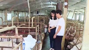 Hà Nam: Hỗ trợ chưa hiệu quả, người nuôi lợn vẫn loay hoay
