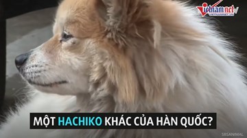 Chuyện chú chó đợi chủ suốt 3 năm trong ngôi nhà hoang