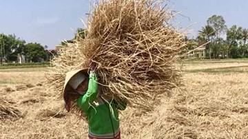 Tại sao người dân Quảng Ngãi đổ xô tranh mua rơm khô?