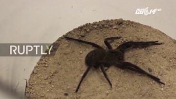 Nọc độc nhện có thể chữa bệnh bất lực của đàn ông