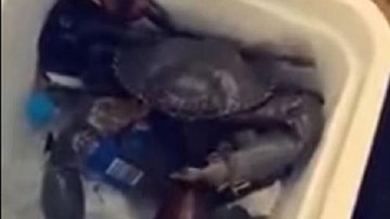 Cua cực khỏe dùng càng mở nắp chai bia hộ người