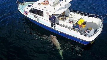 Bắt được cá mập gần 7 tạ lớn nhất châu Âu