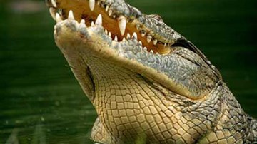Cô bé dũng cảm tự cạy miệng cá sấu để thoát thân