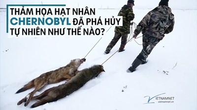 Vương quốc động vật hoang dã ở vùng phóng xạ Chernobyl