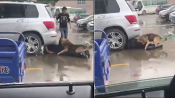 Chó hung tợn tấn công, người đàn ông chui gầm ô tô vẫn không thoát nạn