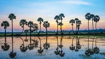 Bát ngát cánh đồng thốt nốt tại vùng đất Tịnh Biên, An Giang