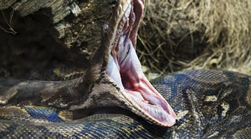 Vào tận hang ổ lôi trăn khổng lồ dài 6m ra ngoài