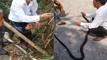 Thợ săn tóm hổ mang chúa dài 2 mét ở dốc đèo Hà Giang