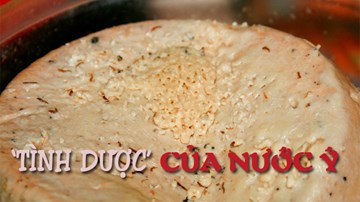 Pho mát giòi sống: Đặc sản, niềm tự hào và 'tình dược' của người Ý
