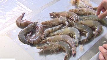 Tôm chết bơm tạp chất vào nhà hàng, trung tâm tiệc cưới Hà Nội