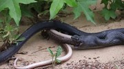 Kinh hãi cảnh rắn đen nôn ra một con rắn khác còn sống