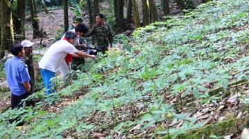 Liên tiếp xảy ra các vụ trộm sâm quy mô lớn