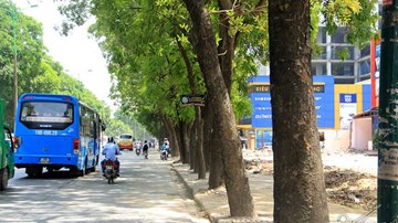 Hàng cổ thụ 30 năm tuổi trước ngày chặt hạ để làm đường