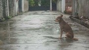 Bị bỏ rơi, chú chó hàng ngày vẫn chờ chủ bất kể nắng mưa