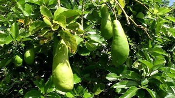 Cận cảnh giống bơ khổng lồ dài gần nửa mét ở Lâm Đồng