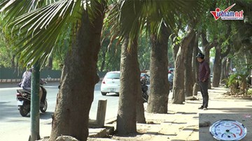 Sự thật dưới hàng xà cừ sắp bị di dời đường Phạm Văn Đồng