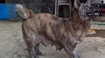 Lạ kỳ chú chó có bàn chân to như hải cẩu, hay được mèo bú