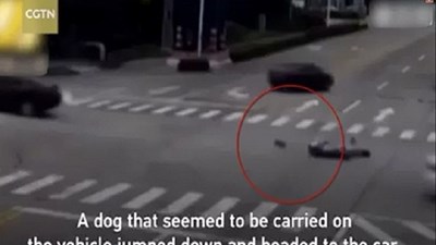 Chủ bị xe đâm, chú chó chạy theo chặn đầu xe gây tai nạn