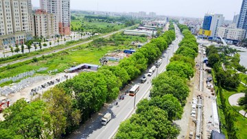 Sự thật về 4.000 cây xà cừ trên đường phố Hà Nội