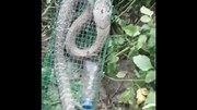 Đặt bẫy trong vườn hoang, tóm được rắn hổ mang gần 2m ngay giữa Hà Nội