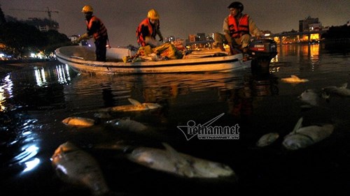 Trắng đêm vớt cá chết trên hồ Hoàng Cầu