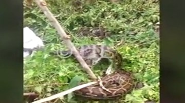 Ấn Độ: Bắt được trăn “quái vật” 6m giữa vườn chè