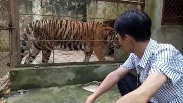 Lời kể rợn người của nhân chứng vụ hổ vồ bé trai 13 tuổi