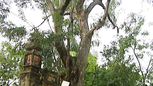 Số phận của cây sưa bán đấu giá 24,5 tỷ đồng ở Bắc Ninh