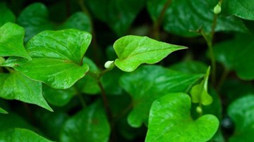 Vì sao chúng ta nên ăn rau diếp cá?