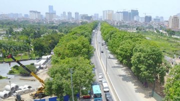 Kiến trúc sư tin Hà Nội có thể giữ 1.300 cây khi làm đường vành đai 3