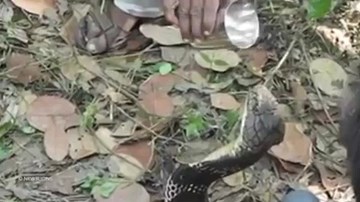 Ấn Độ: Liều mạng cho hổ mang chúa khổng lồ uống nước