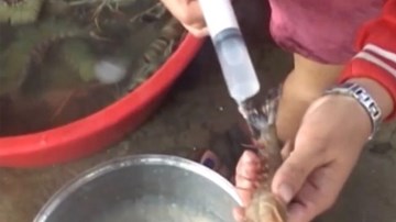 Bạc Liêu: Trong 1 ngày, liên tiếp bắt quả tang 2 cơ sở bơm tạp chất vào tôm