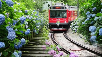 Đến Nhật Bản mùa cẩm tú cầu, ngỡ như lạc vào chốn bồng lai tiên cảnh