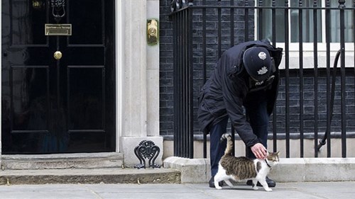 Con mèo quyền lực nhất nước Anh