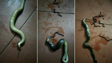 Bị đập bẹp đầu, rắn mẹ vẫn quằn quại đẻ hàng chục con trước khi chết