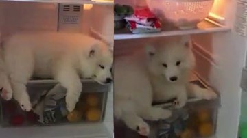 Clip hài: Chú chó 