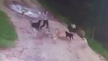 Đàn chó hoang ăn sống người đàn ông say rượu ở Nga
