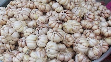 Tỏi Trung Quốc tràn chợ Việt, để cả năm không lo thối