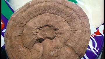 Nấm linh chi mác Hàn, chữ Hàn nhưng nguồn gốc... Trung Quốc?