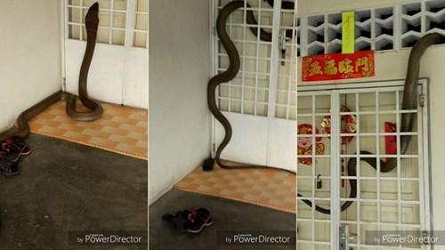 Hổ mang chúa khổng lồ đột nhập 'đại náo' nhà dân