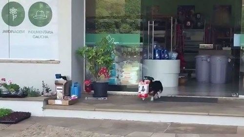 Chú chó nhỏ đáng yêu tự đi siêu thị mua đồ túi lớn đồ ăn mỗi ngày