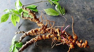 Ma trận sâm Ngọc Linh giả lừa người tiêu dùng