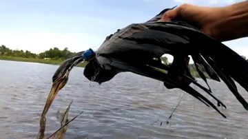 Người Sài Gòn bắt được sinh vật lạ, nghi là chim cổ rắn quý hiếm