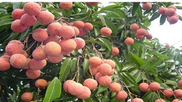 Cách nhận biết vải thiều chuẩn